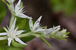 Woodland stonecrop